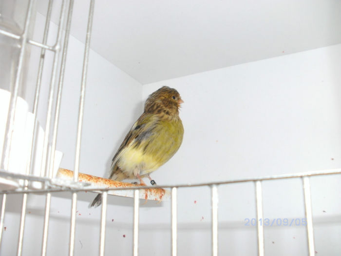 BILD0102 - canari2013