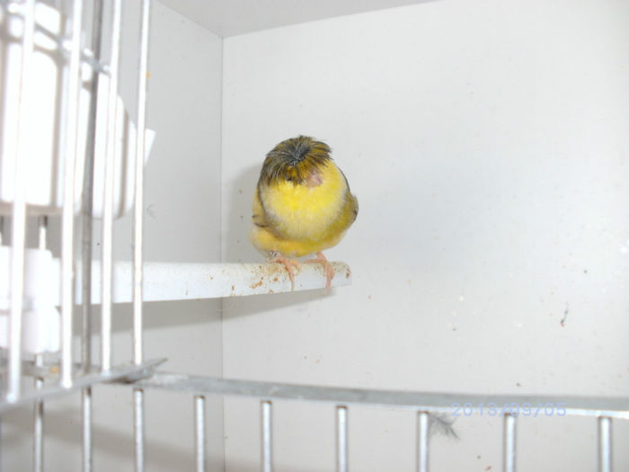 BILD0114 - canari2013