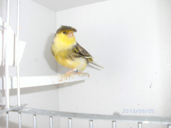 BILD0116 - canari2013