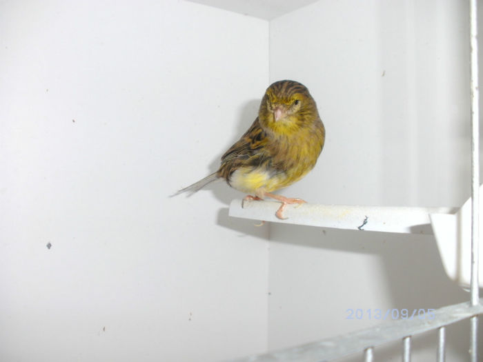 BILD0118 - canari2013