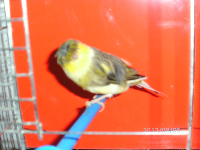 BILD0133 - canari2013