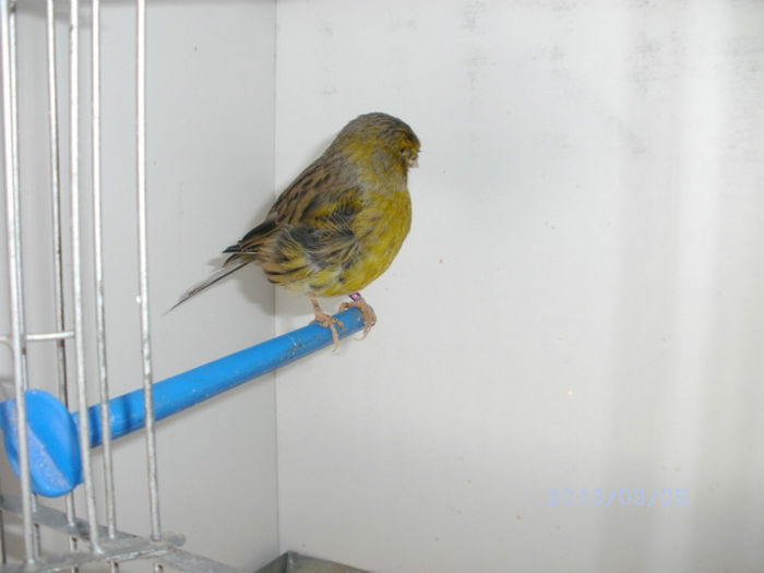 BILD0122 - canari2013