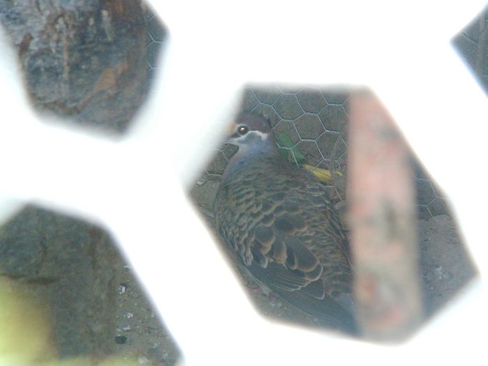 porumbelul aripa de bronz