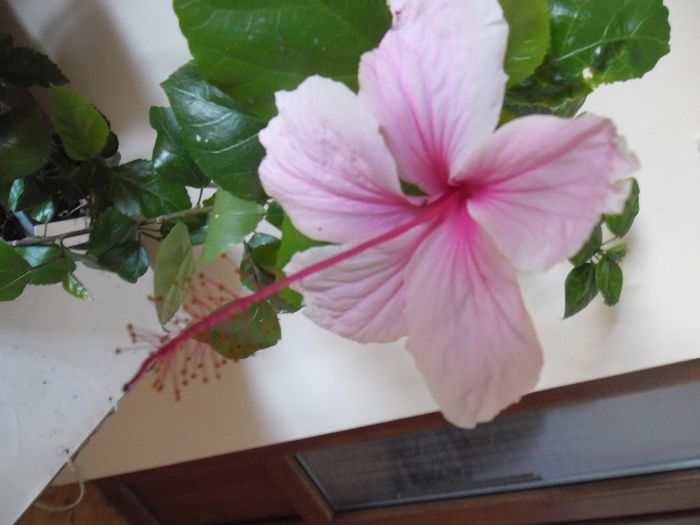 Albolacinatus - Hibiscus 2013-3