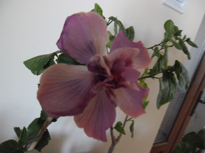 Exotic Lavander Lady