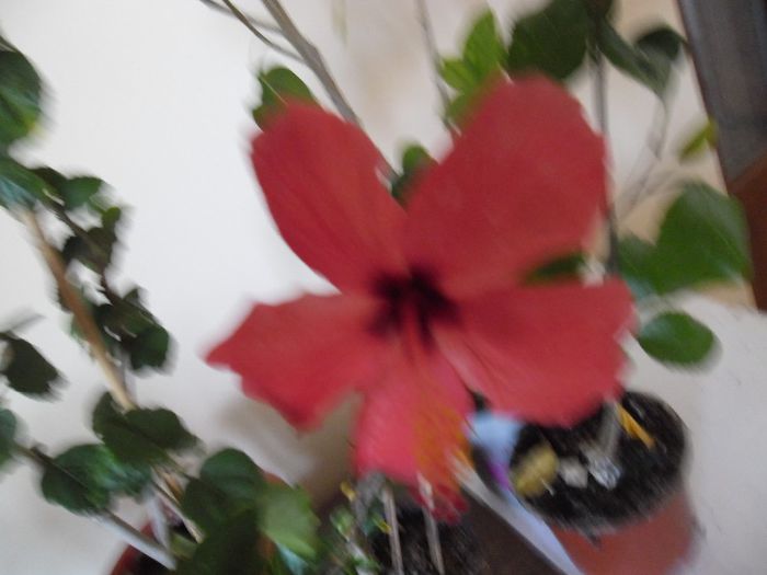  - Hibiscus 2013-3