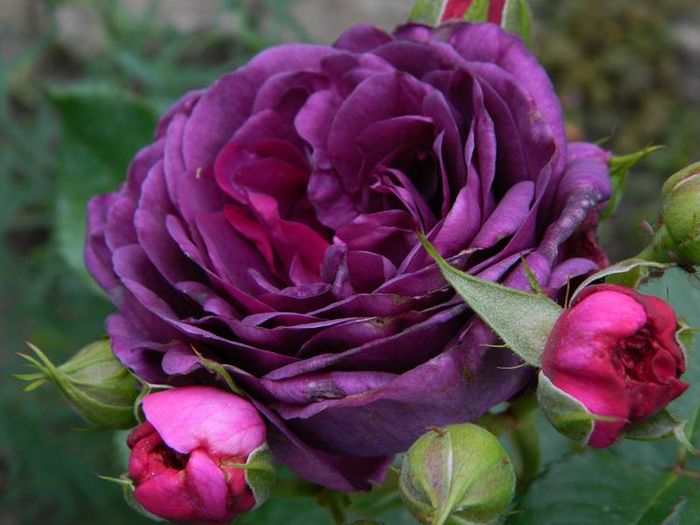 minerva rose