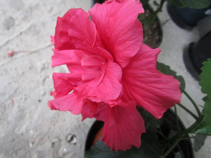 plante 005 - hibiscus