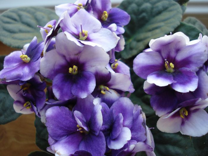 DSC05446 - z-diverse