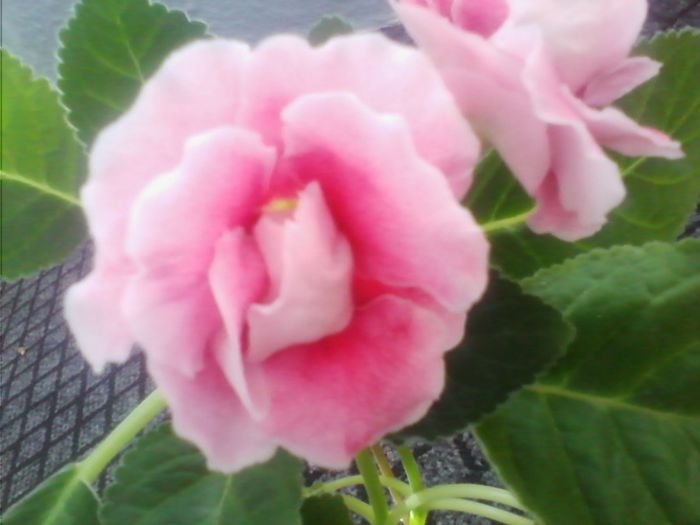 Picture 645 - gloxinia 2013