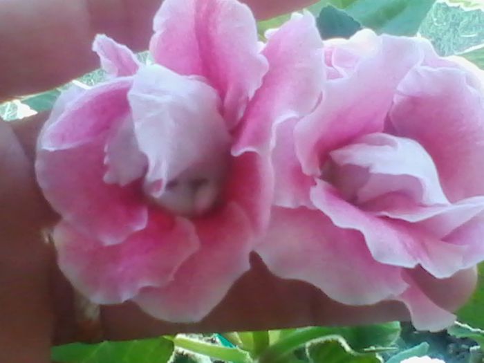 Picture 642 - gloxinia 2013