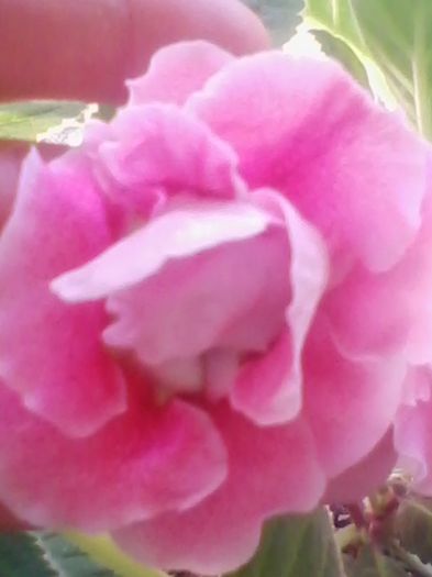 Picture 643 - gloxinia 2013