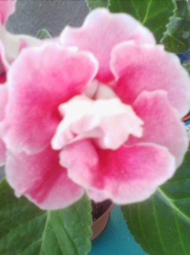 Picture 652 - gloxinia 2013