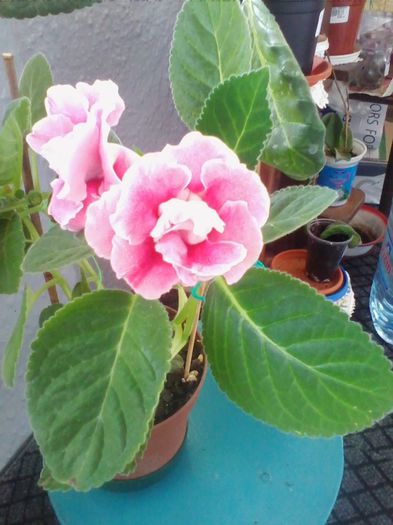 Picture 650 - gloxinia 2013