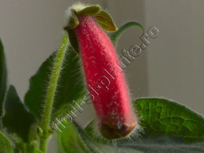 Kohleria Guardsman Hibrid 2012 - boboc foarte mare
