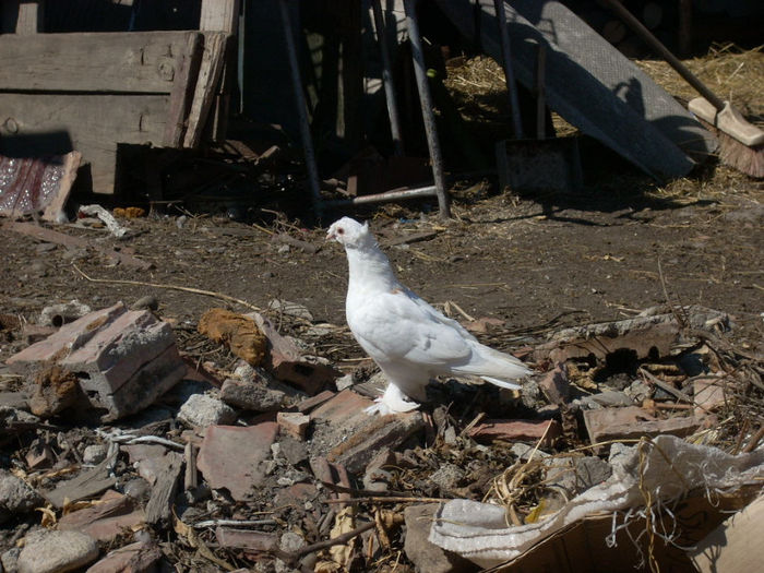 ASTIA CONSTRUIESC PE TIMP DE CRIZA - PORUMBEI JUCATORI DE BOTOSANI