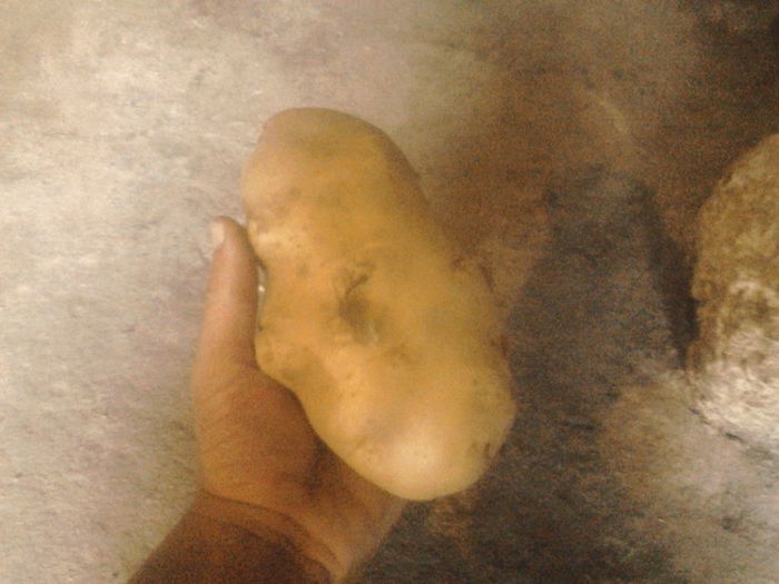 IMG_20130910_162852 - un mare cartof