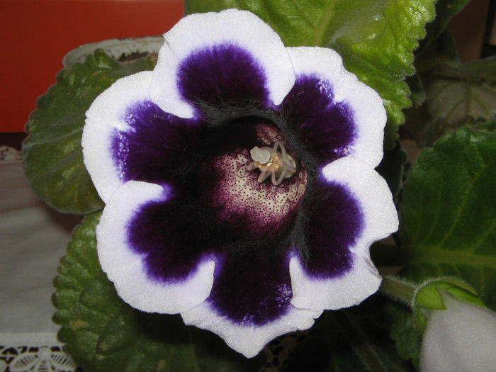 IMG_8939 - Gloxinia 2011-2012-2013