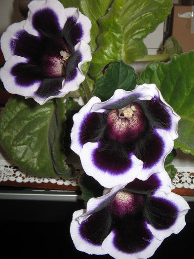 IMG_8940 - Gloxinia 2011-2012-2013