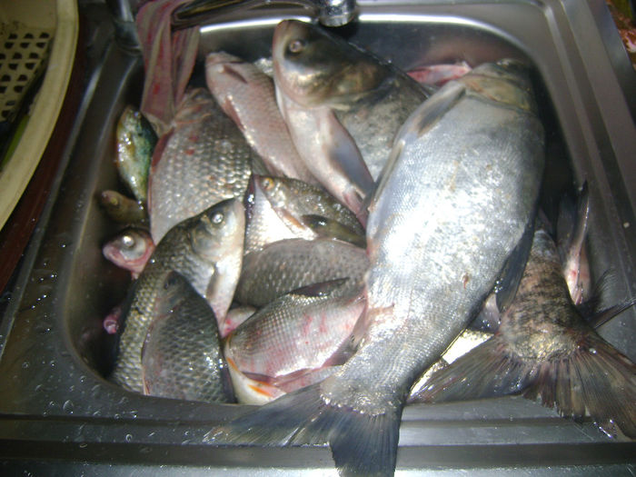 gurbanesti 10 09 2013 (10 kg) - la pescuit 2013