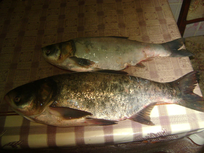 gurbanesti 01 09 2013(cel mare 1,750kg si cel mic 1kg) - la pescuit 2013