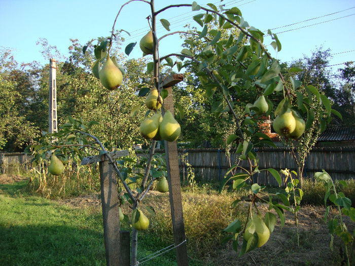 PAR intrat pe productie-2013; Par intrat pe productie in 2013,din pomii altoiti plantati de mine
