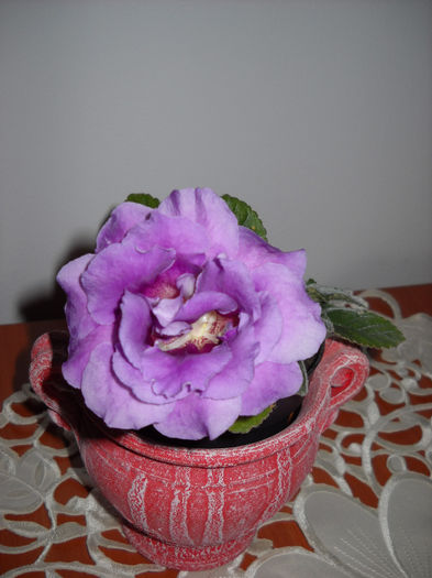 Pierdut!Mov-9.09.013 - 1GLOXINIA- 2013