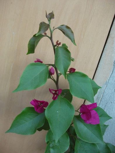 un inceput minunat si neasteptat de toamna - Bougainvillea