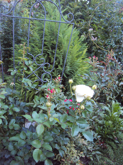 DSC09885