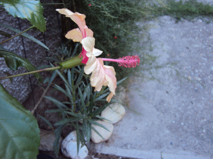 DSC09840 - Hibiscus