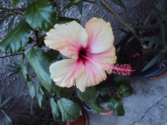 DSC09841 - Hibiscus