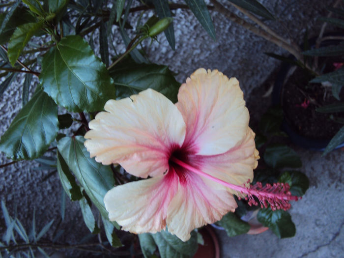 DSC09842 - Hibiscus