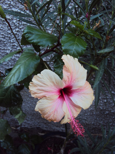 DSC09843 - Hibiscus