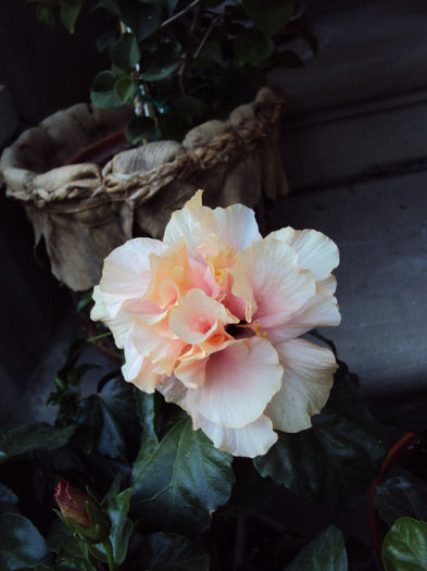 DSC09933