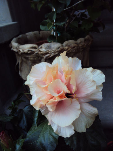 DSC09934 - Hibiscus