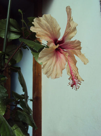 DSC09966 - Hibiscus