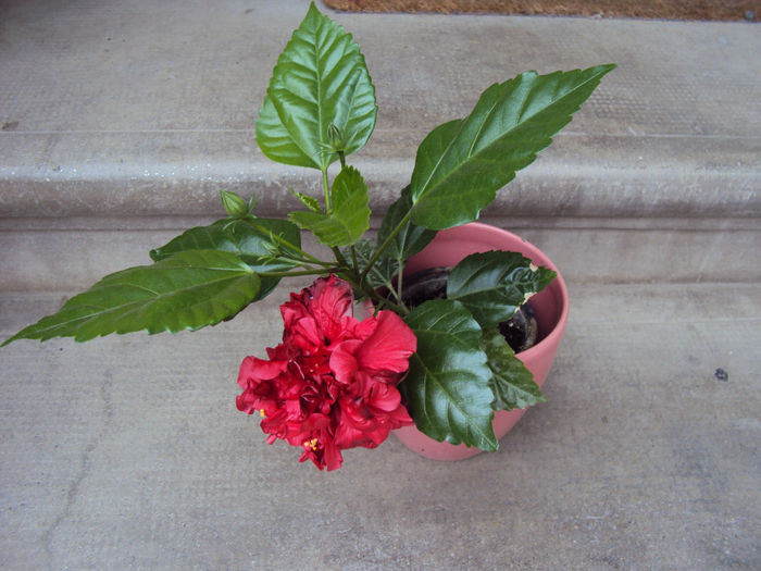 DSC00030 - Hibiscus
