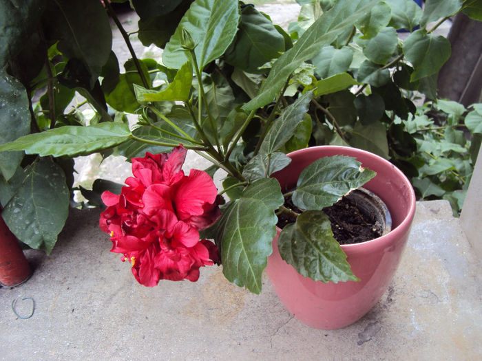 DSC00031 - Hibiscus