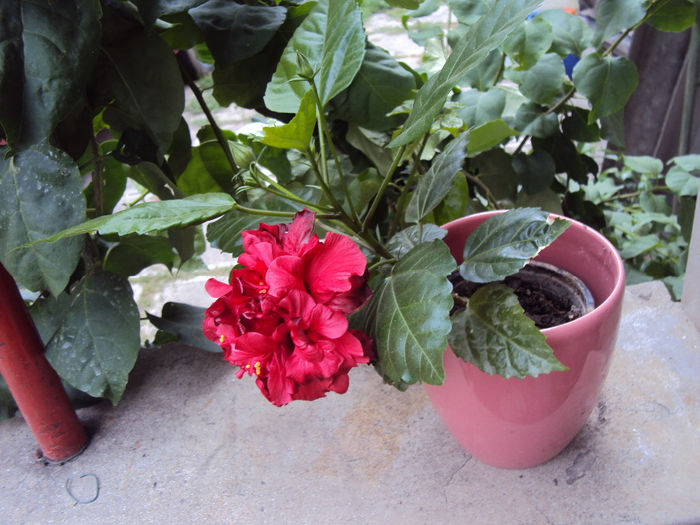 DSC00032 - Hibiscus