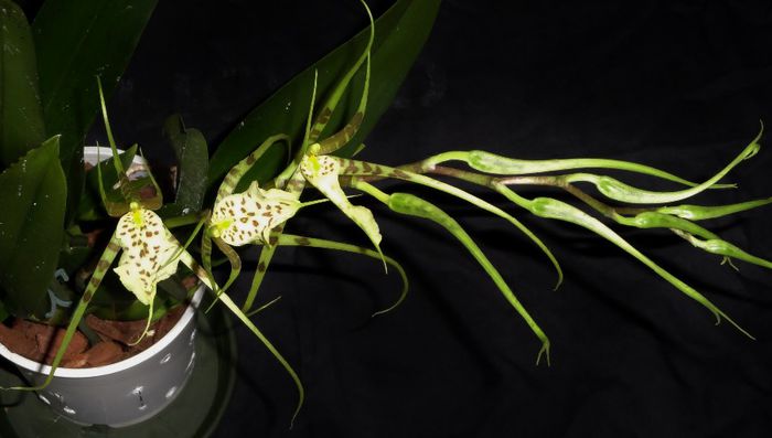  - Orhideea Brassia