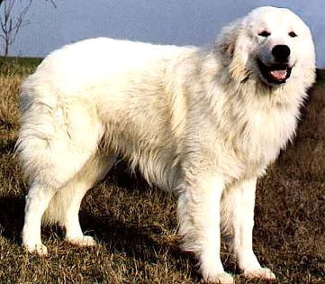 maremma-and-abruzzo2 - z-Ciobanesc de Abruzzo