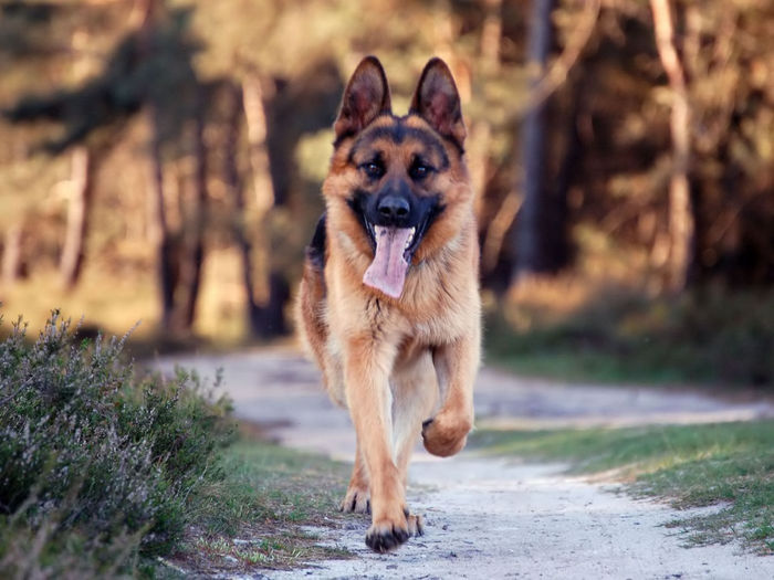 shepherd-dogs-wallpaper-desktop-background