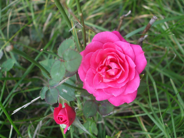 trandafir pitic - vara 2013-II