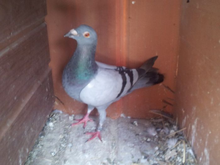 19. M 2012 RO 20 LEI