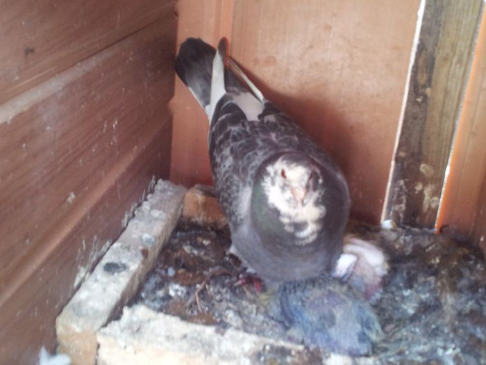 F 2012 RO 15 LEI vanduta