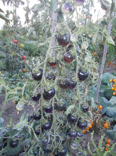  - DE PRIN LUME ADUNATE