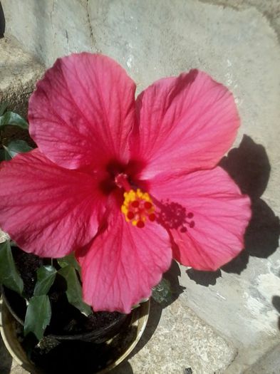 Cairo Pink - Hibiscus