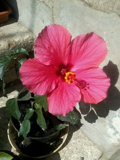 Cairo Pink - Hibiscus