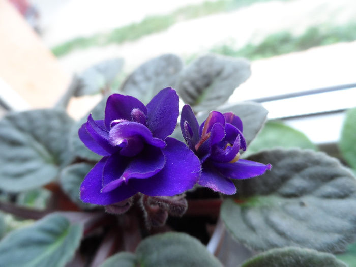 indigo - Violete africane