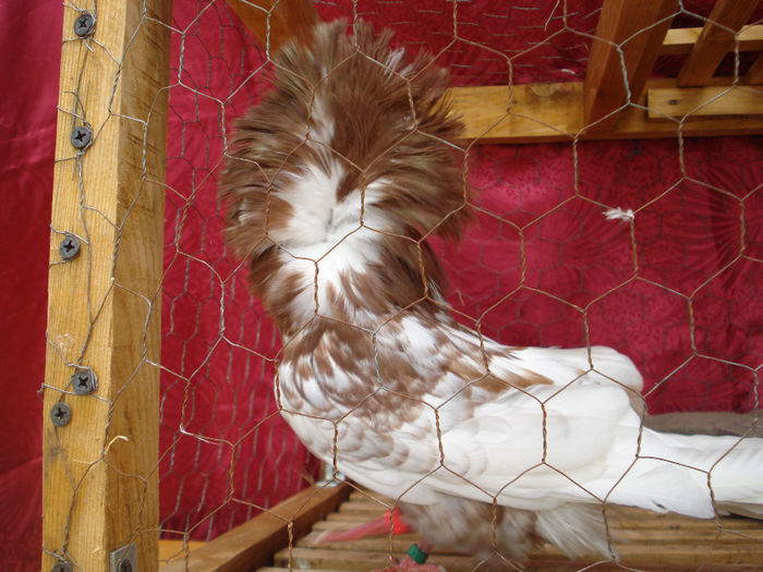 DSC03949 - Maria Stuard pui 2013